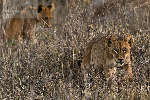 Löwen (Panthera leo)  im langen Gras  Tsavo  Kenia  Afrika