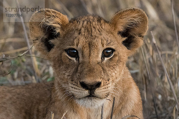 Löwenjunges (Panthera leo)  Tsavo  Kenia  Afrika