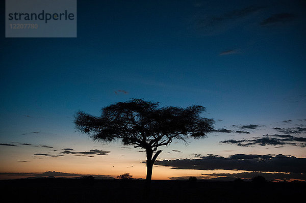 Eine Akazie bei Sonnenuntergang  Tsavo  Kenia  Afrika