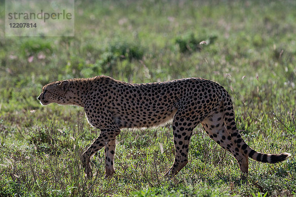 Gepard (Acinonyx jubatus) beim Wandern in der Savanne  Tsavo  Kenia