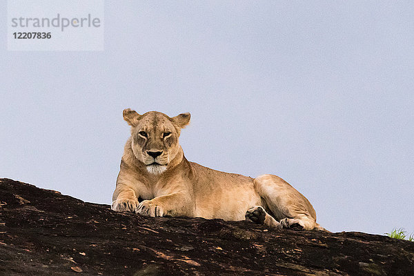 Löwin (Panthera leo)  die sich auf einem als Löwenfelsen bekannten Kopje im Lualenyi-Reservat  Tsavo  Kenia  ausruht
