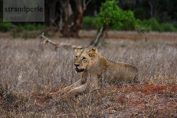 Löwe (Panthera leo)  Tsavo  Kenia  Afrika