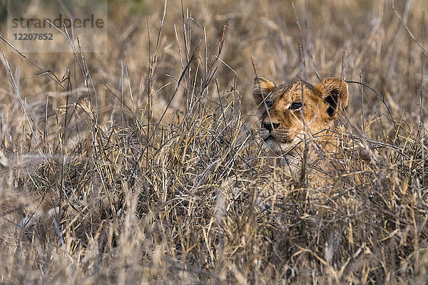 Löwenjunges (Panthera leo)  im langen Gras  Tsavo  Kenia  Afrika