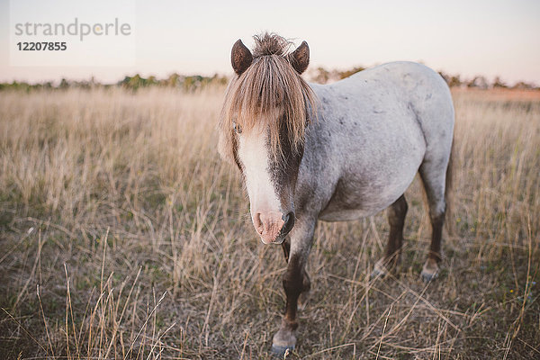 Porträt eines Pferdes im Feld