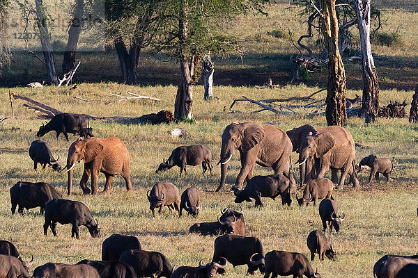 Herde afrikanischer Elefanten (Loxodonta africana)  die auf einer Ebene laufen  um ein Wasserloch zu erreichen  Tsavo  Kenia  Afrika