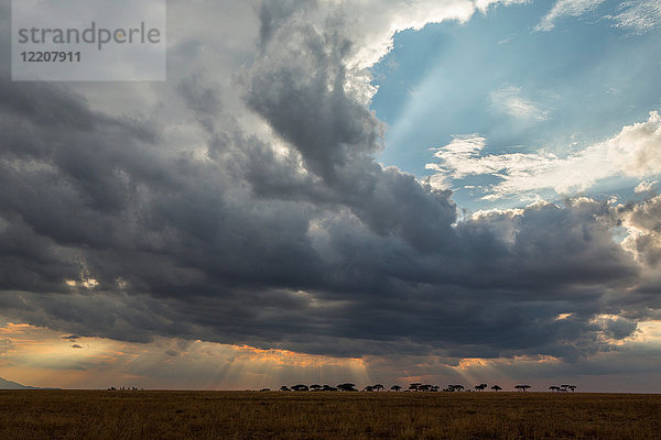 Panoramablick  Arusha  Tansania  Afrika