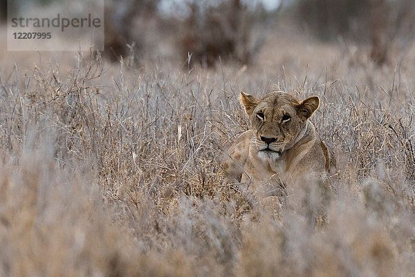 Löwin (Panthera leo)  Tsavo  Kenia  Afrika