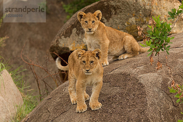 Zwei Löwenbabys (Panthera leo)  auf Felsen stehend  Serengeti-Nationalpark  Robanda  Tansania  Afrika