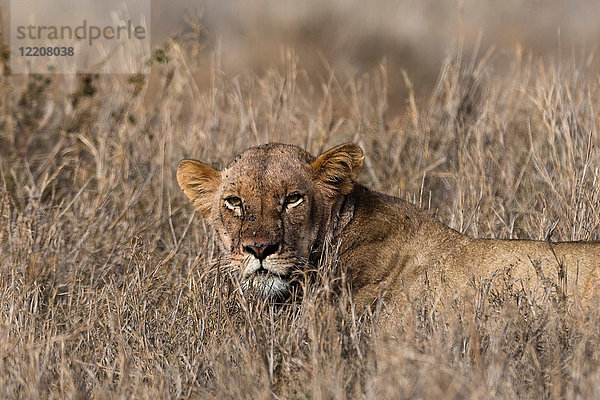 Löwe (Panthera leo)  Tsavo  Kenia  Afrika