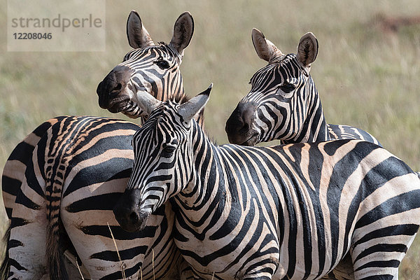 Gewöhnliches Zebra (Equus quagga) Tsavo  Kenia  Afrika