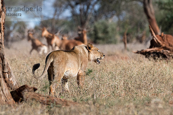 Löwe (Panthera leo)  Rückansicht  Tsavo  Kenia  Afrika