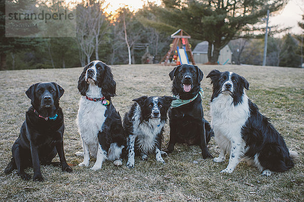 Fünf Hunde in einer Reihe sitzend  im Freien