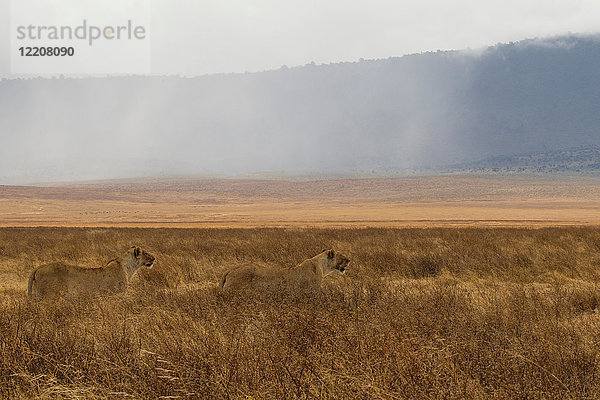Löwe  Löwin  Panthera leo  Ngorogoro-Krater  Tansania
