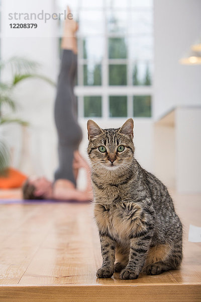 Frau zu Hause  macht Yoga  in Yogastellung  Fokus auf Hauskatze im Vordergrund