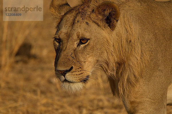 Löwe  Panthera leo  junger männlicher Löwe  Tarangire-Nationalpark  Tansania