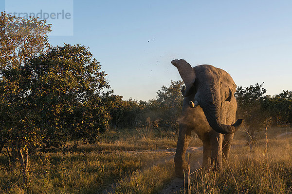 Afrikanischer Elefant (Loxodonta africana) im Busch  Moremi-Wildreservat  Okavango-Delta  Botswana