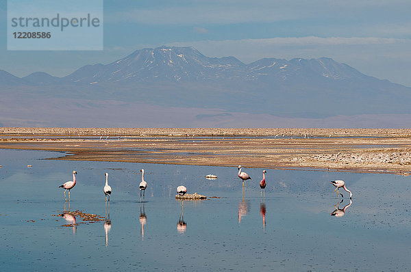 Chilenische Flamingos  (Phoenicopterus chilensis)  Laguna Chaxa  Salar de Atacama  Atacama-Wüste  Chile