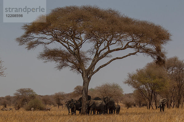 Elefant  Loxodonta africana  Tarangire-Nationalpark  Tansania