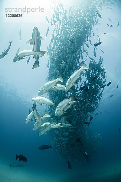 Makrelenschwarm  Unterwassersicht  Cabo San Lucas  Baja California Sur  Mexiko  Nordamerika