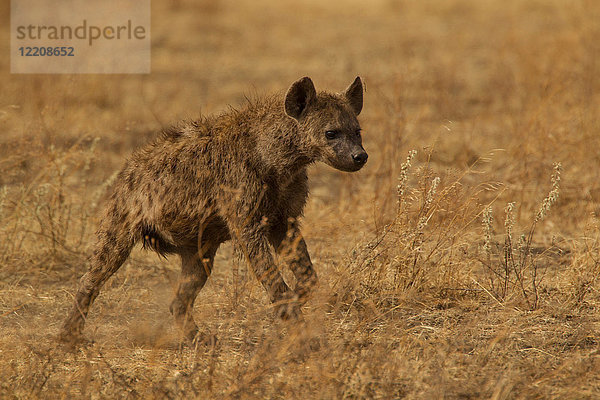 Gefleckte Hyäne  Crocuta crocuta  Ngorogoro-Krater  Tansania
