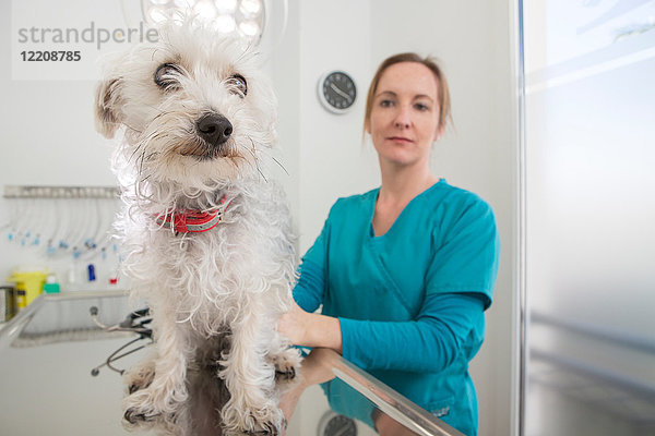 Tierarzt mit Terrier-Pudel Mischlingshund auf dem Tisch