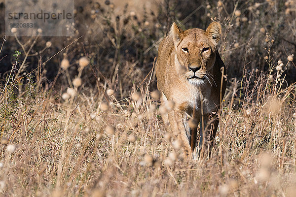 Löwin (Panthera leo) im Grasland  Savuti  Chobe-Nationalpark  Botswana