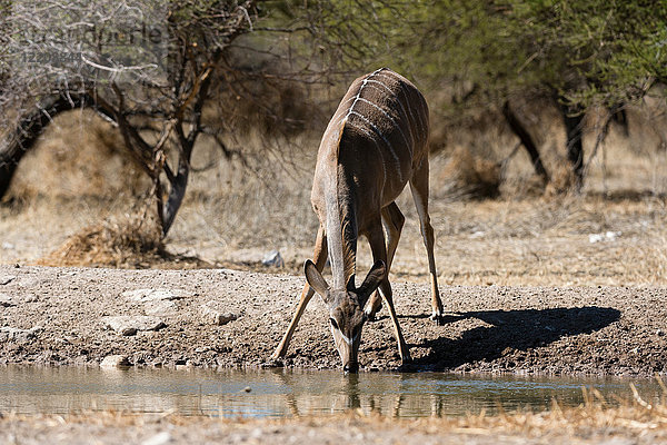 Großer Kudu (Tragelaphus strepsiceros)  der an einer Wasserstelle trinkt  Kalahari  Botswana