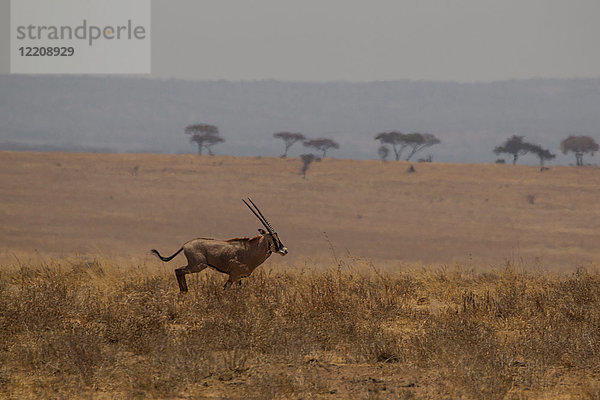 Oryx  Oryx beisa  Tarangire-Nationalpark  Tansania
