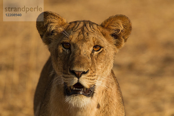 Löwe  Panthera leo  Tarangire-Nationalpark  Tansania