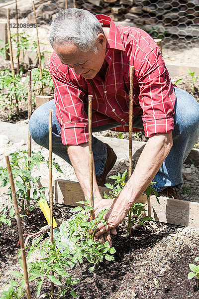 Mann pflanzt Tomatensämlinge