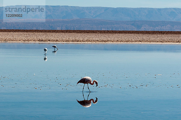 Chilenische Flamingos  (Phoenicopterus chilensis)  Laguna Chaxa  Salar de Atacama  Atacama-Wüste  Chile