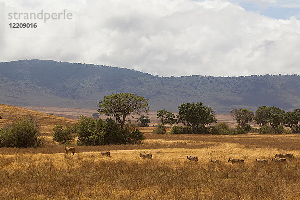 Löwe  Panthera leo  Ngorogoro-Krater  Tansania