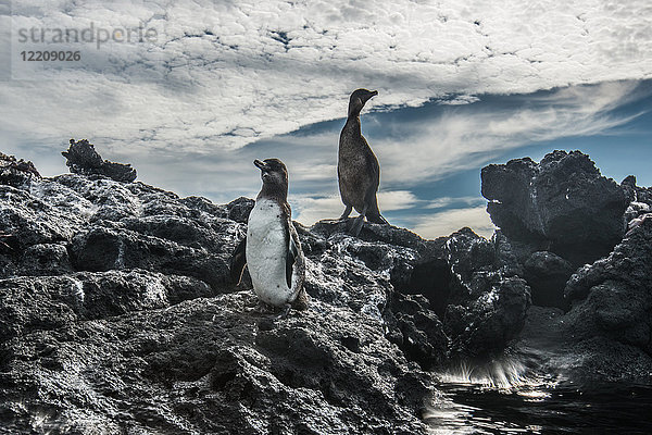 Galapagos-Pinguin und flugunfähiger Kormoran ruhen sich auf Felsen aus  Seymour  Galapagos  Ecuador