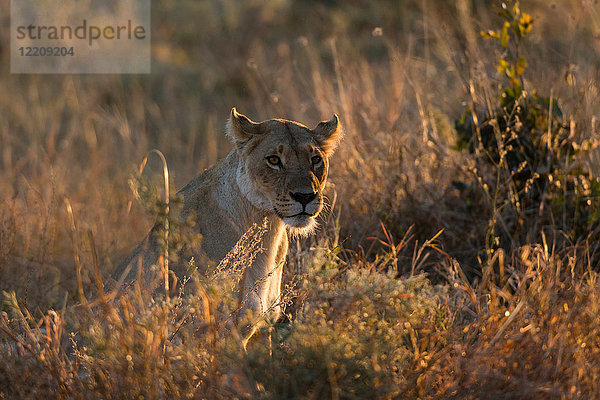 Löwin (Panthera leo) rastet im Grasland  Khwai-Schutzgebiet  Okavango-Delta  Botswana