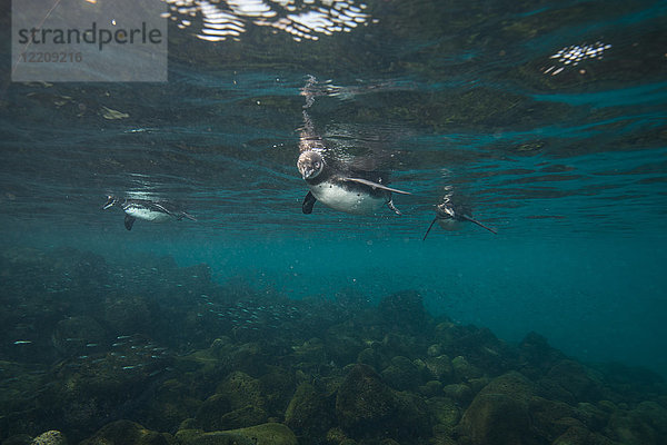 Galapagos-Pinguine auf Sardinenjagd  Seymour  Galapagos  Ecuador