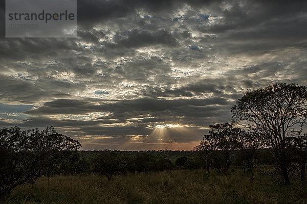 Serengeti-Nationalpark  Tansania