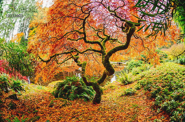 Herbstlicher Baum im Wald  Bainbridge  Washington  Vereinigte Staaten