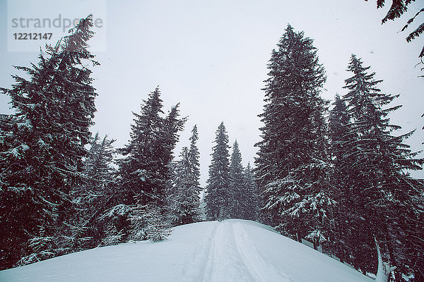 Wald im Winter  Gurne  Ukraine
