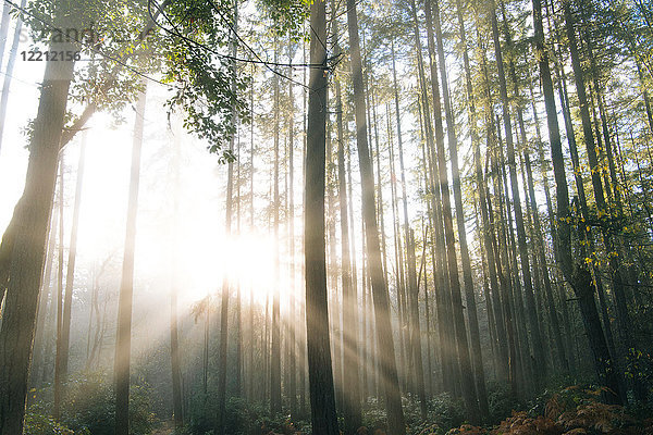 Sonnenlicht durch Bäume im Wald  Bainbridge  Washington  Vereinigte Staaten