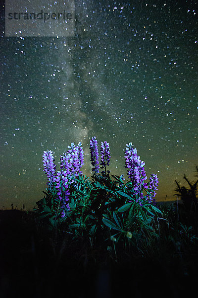 Lupinen (Lupinus polyphyllus) wachsen im Vordergrund  Milchstrasse am Nachthimmel sichtbar  Nickel Plate Provincial Park  Penticton  British Columbia  Kanada