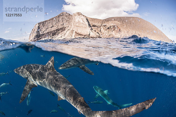Haie  die nahe der Meeresoberfläche schwimmen  Socorro  Baja California
