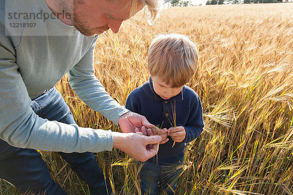 Vater und Sohn im Weizenfeld bei der Untersuchung von Weizen  Lohja  Finnland