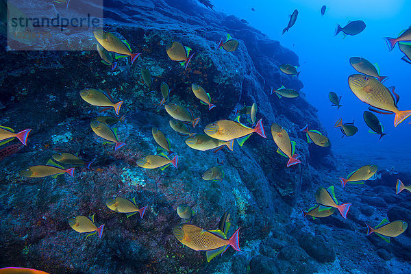 Schwarm gelber Fische  die an Meeresbodenfelsen schwimmen  Socorro  Baja California  Mexiko