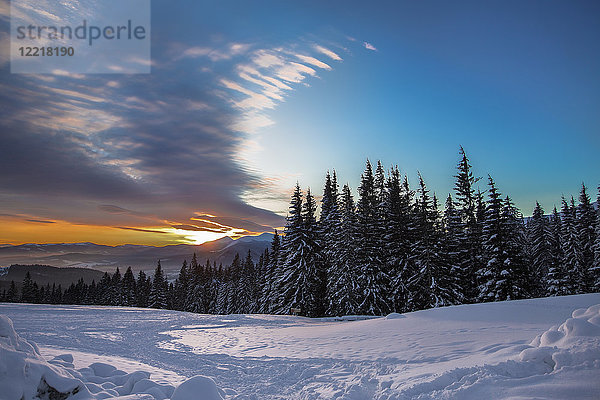 Waldrand auf schneebedeckter Landschaft bei Sonnenuntergang  Gurne  Ukraine  Osteuropa