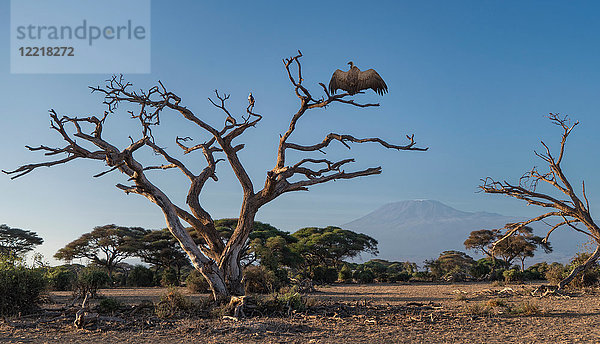 Geier auf einem Baum im Amboseli-Nationalpark  Amboseli  Rift Valley  Kenia