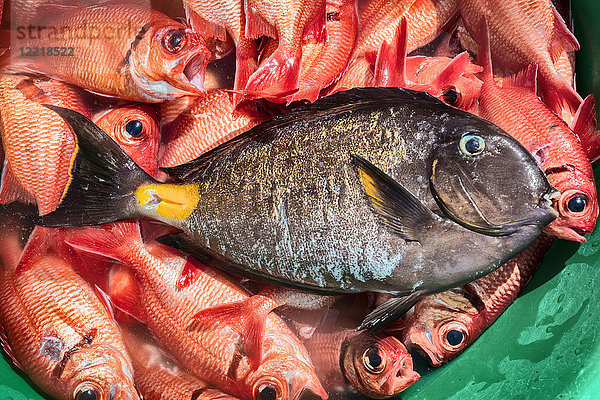 Draufsicht auf eine Vielfalt von Fischen in der Wanne  Tarrafal  Kap Verde  Afrika
