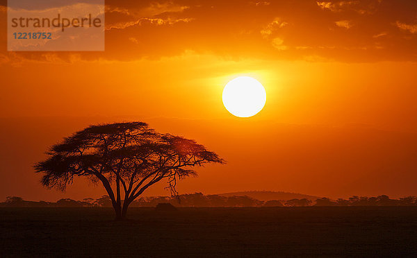 Sonnenuntergang über einem einsamen Akazienbaum im Amboseli-Nationalpark  Amboseli  Rift Valley  Kenia