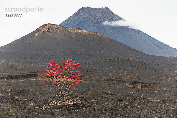 Rote Blätter wachsen am Baum am Vulkan  Fogo  Kap Verde  Afrika