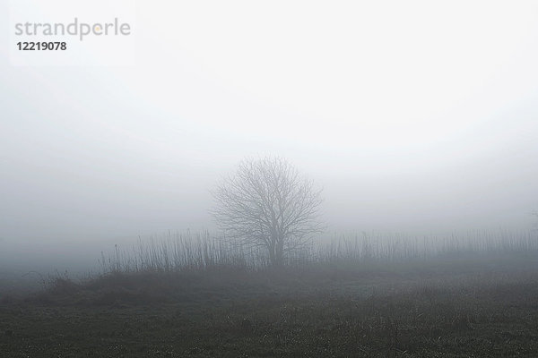 Ländliche Szene mit Baum im Nebel  Houghton-le-Spring  Sunderland  UK