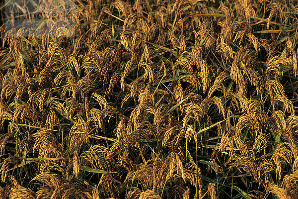Reisfelder  Umgebung von Cerano  Piemont  Italien